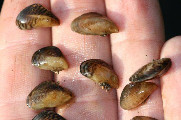 (NATTE/ZOUTE) DROOM OF NACHTMERRIE 8 DE QUAGGAMOSSEL